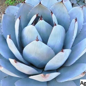 Agave parryi (very cold hardy) / 10 seeds (Parry’s Agave, Mescal Agave, Artichoke Agave)