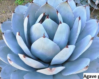 Agave parryi (very cold hardy) / 10 seeds (Parry’s Agave, Mescal Agave, Artichoke Agave)