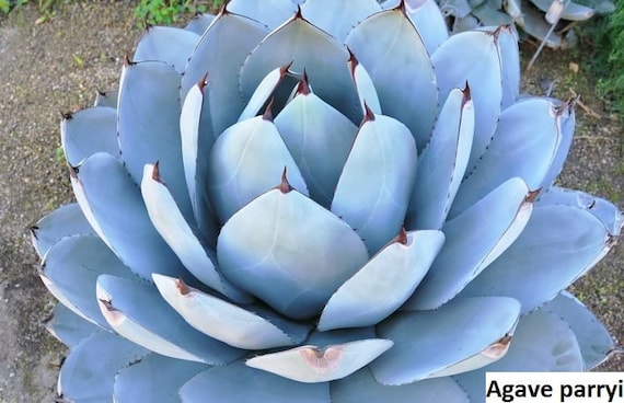 Agave parryi (sehr winterhart) / 10 Samen (Parrys Agave, Mescal Agave,  Artischoke Agave) - Etsy.de