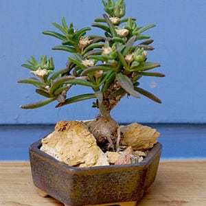 May include: A small green succulent plant with white flowers growing in a brown hexagonal pot. The plant is sitting on a wooden surface.