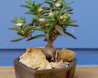 Delosperma napiforme / 20 seeds