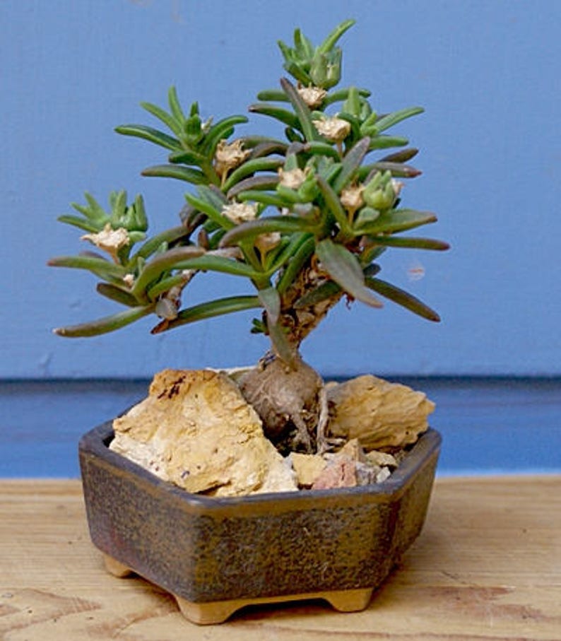 May include: A small green succulent plant with white flowers growing in a brown hexagonal pot. The plant is sitting on a wooden surface.