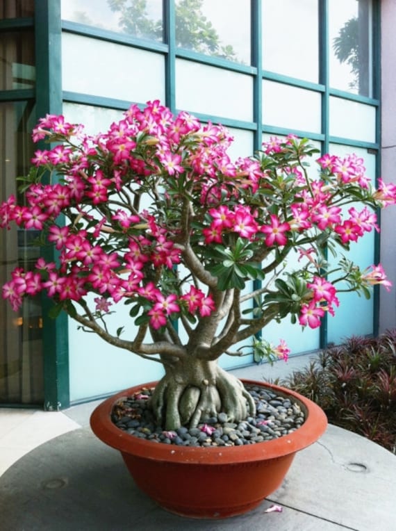 Adenium obesum / 10 seeds (Desert Rose, Sabi Star)