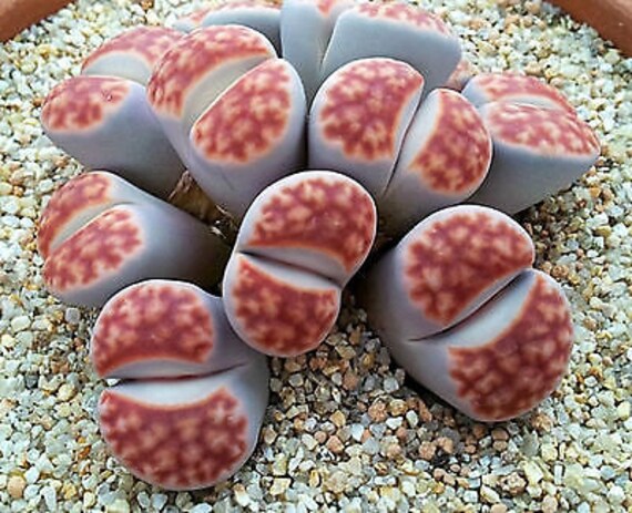 Lithops Karasmontana 'sumitatum' / 20 Seeds (living Stones) - Etsy