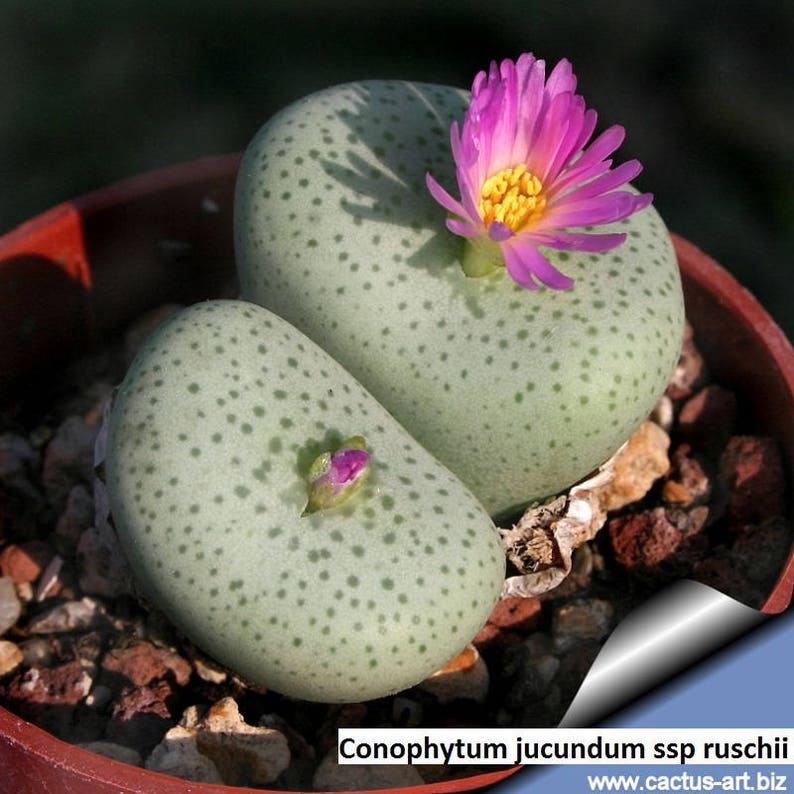 Conophytum jucundum ssp ruschii / 10 seeds image 3