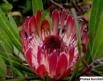 Protea burchellii / 5 seeds (Burchell's sugarbush)