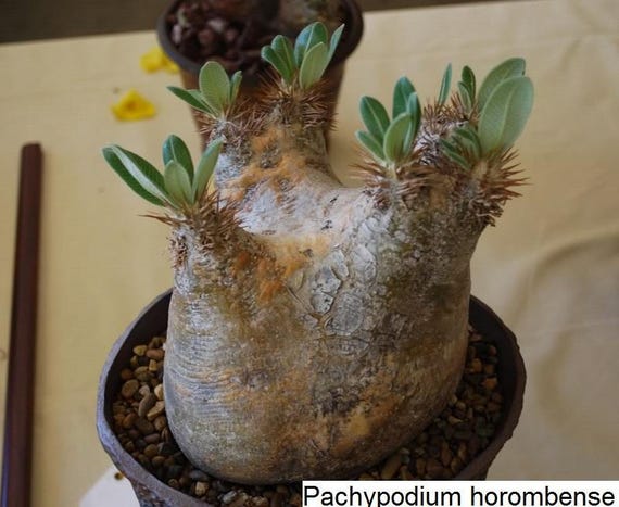 Pachypodium horombense palmier de madagascar / 5 graines | Etsy