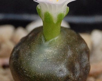 Conophytum youngii, Garies, TL [VERY RARE] / 10 seeds - Etsy
