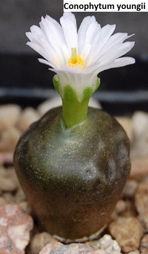 コノフィツム ヤンギー 白花 Conophytum youngii aff - メルカリ
