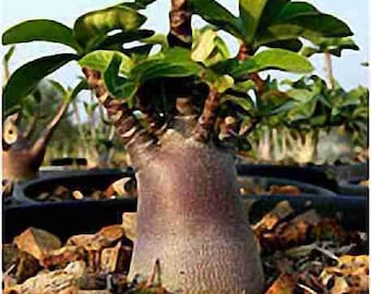 Adenium arabicum with black skin (Desert Rose, Sabi Star) / 5 seeds