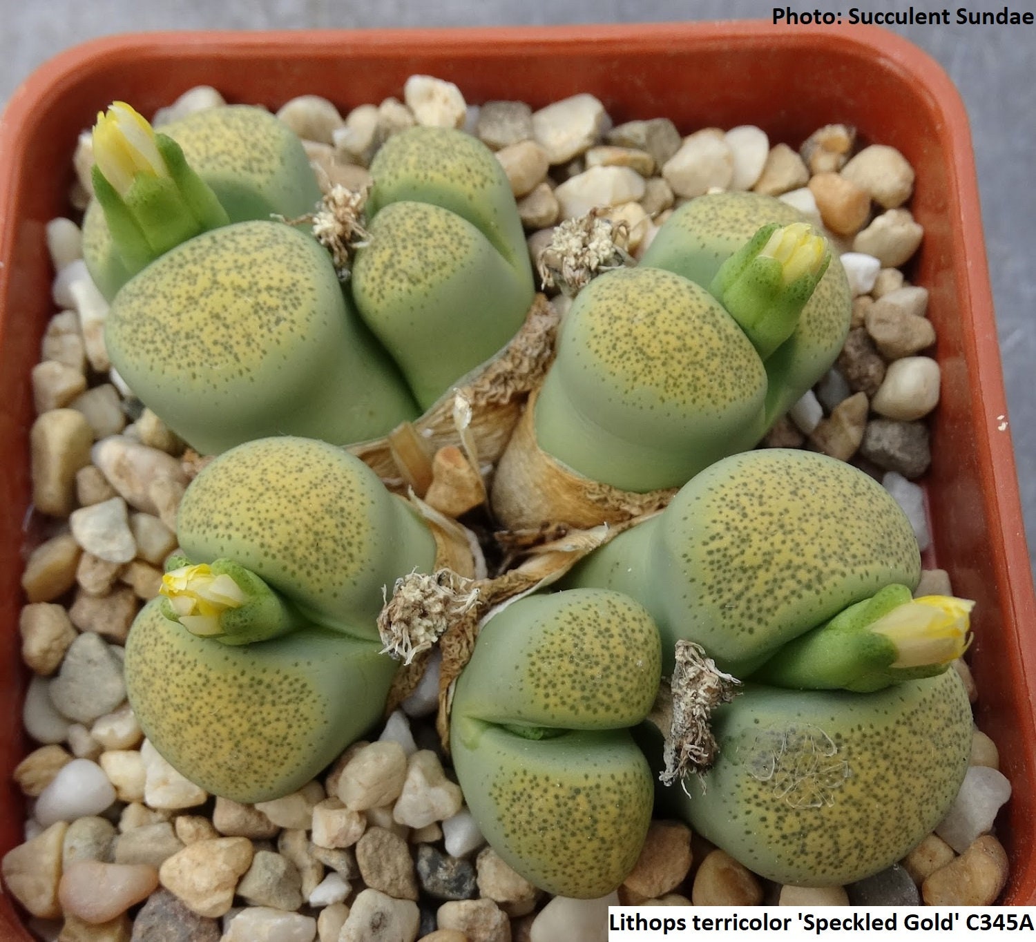 Lithops terricolor 'speckled gold'seeds 20 pcs Lithops terricolor 'speckled gold'seeds 20 pcs