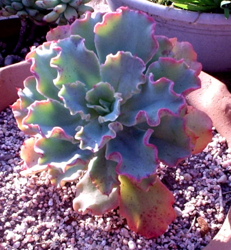 Echeveria gibbiflora / 20 seeds RARE curly echeveria image 3