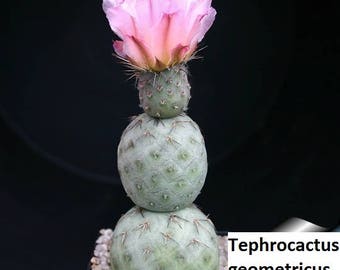 Tephrocactus geometricus (Opuntia geometrica) / 5 seeds