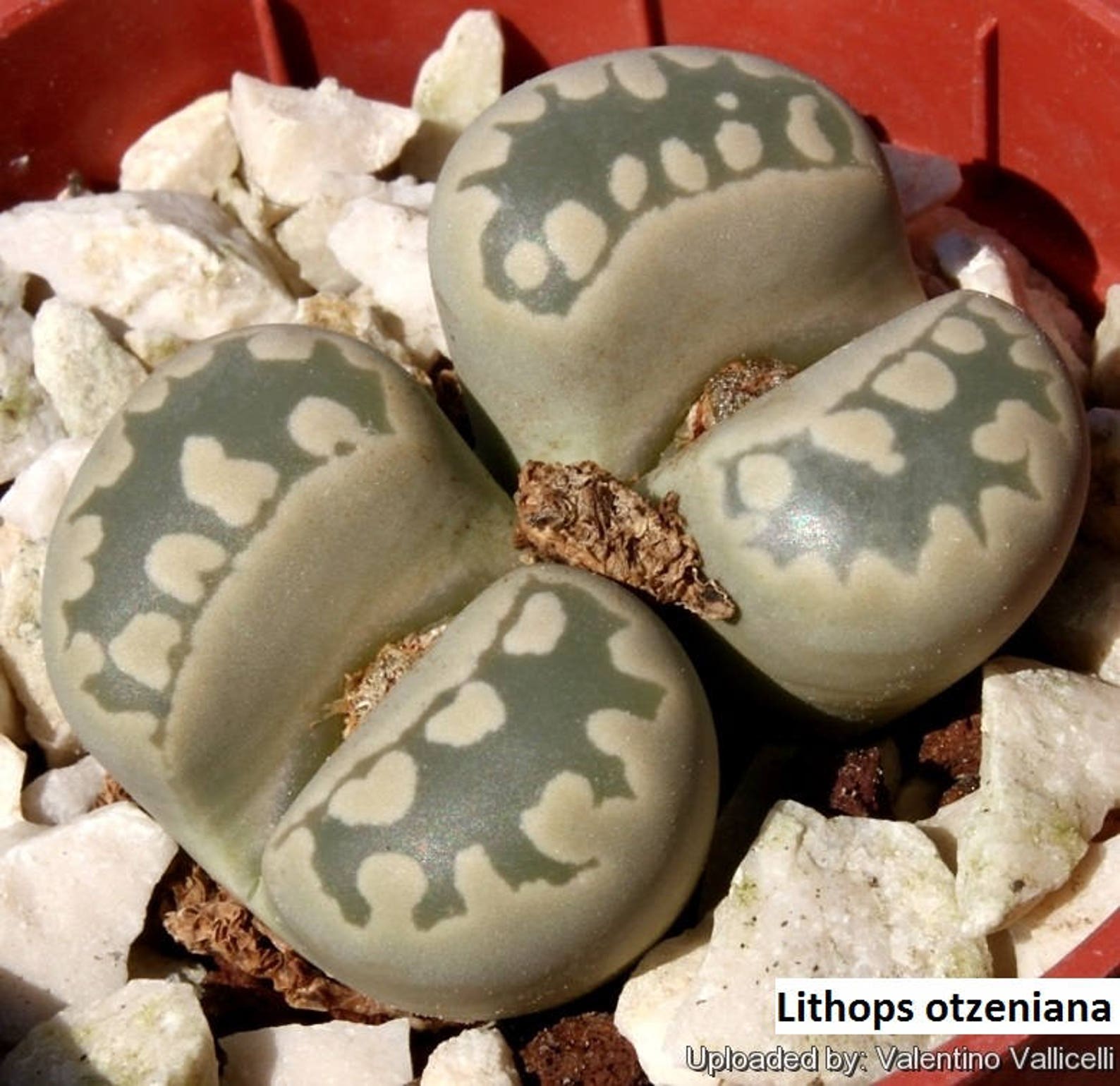 Lithops otzeniana