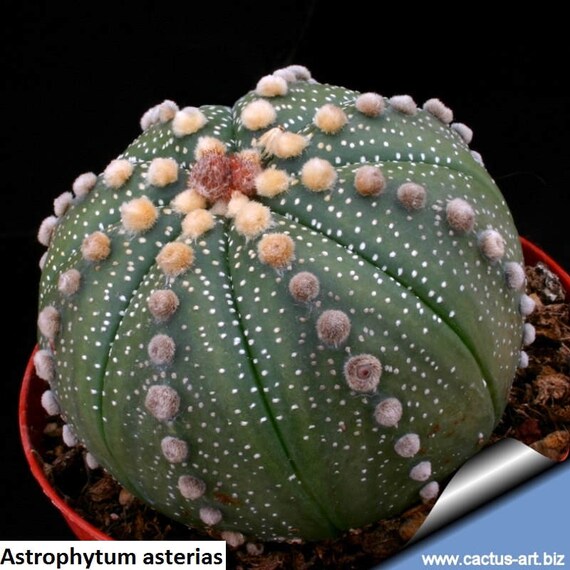 Astrophytum asterias /'AKABANA/' 2020 seeds