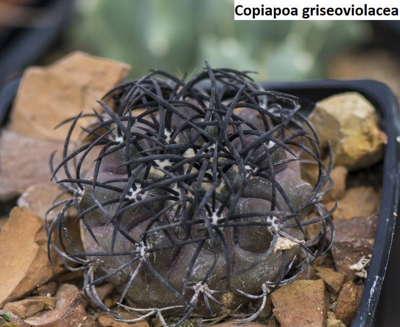 コピアポア・グリセオビオラセア - 山地型 [希少] / 10粒 - Etsy