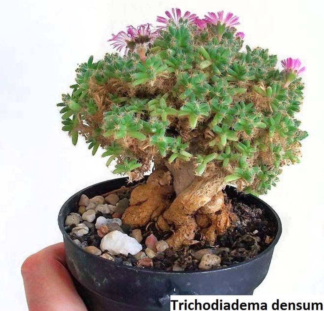 Trichodiadema Densum / 20 Seeds (african Bonsai) - Etsy Hong Kong