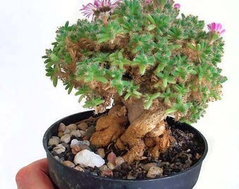 Trichodiadema densum / 20 seeds (African Bonsai)