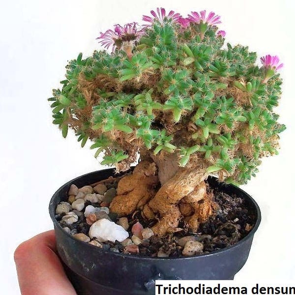 Trichodiadema densum / 20 semillas (Bonsái Africano)