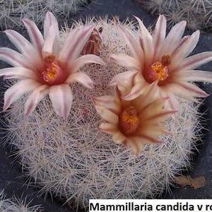 Mammilloydia candida v rosea / 10 seeds Snowball Cactus image 2
