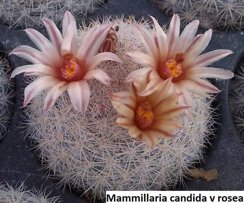 Mammilloydia candida v rosea / 10 seeds Snowball Cactus image 2