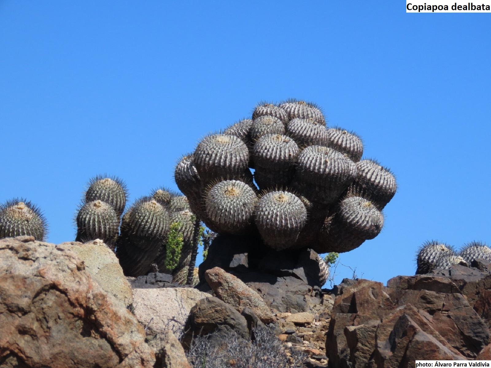 Copiapoa spendata / 10 Samen [Lebensraum gesammelt] - Etsy.de