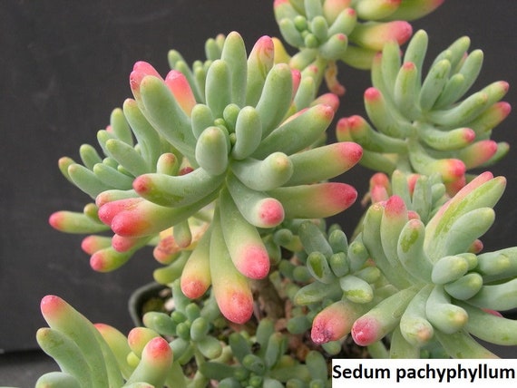 Sedum pachyphyllum / 20 graines beaucoup de doigts -  Canada