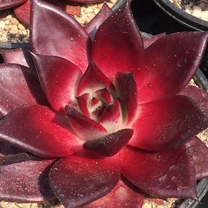 Echeveria agavoides 'Romeo' / 20 zaden (Romeo Wax Agave)