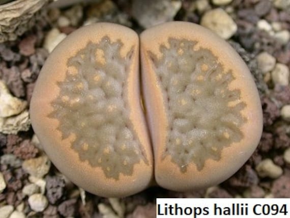 Lithops terricolor