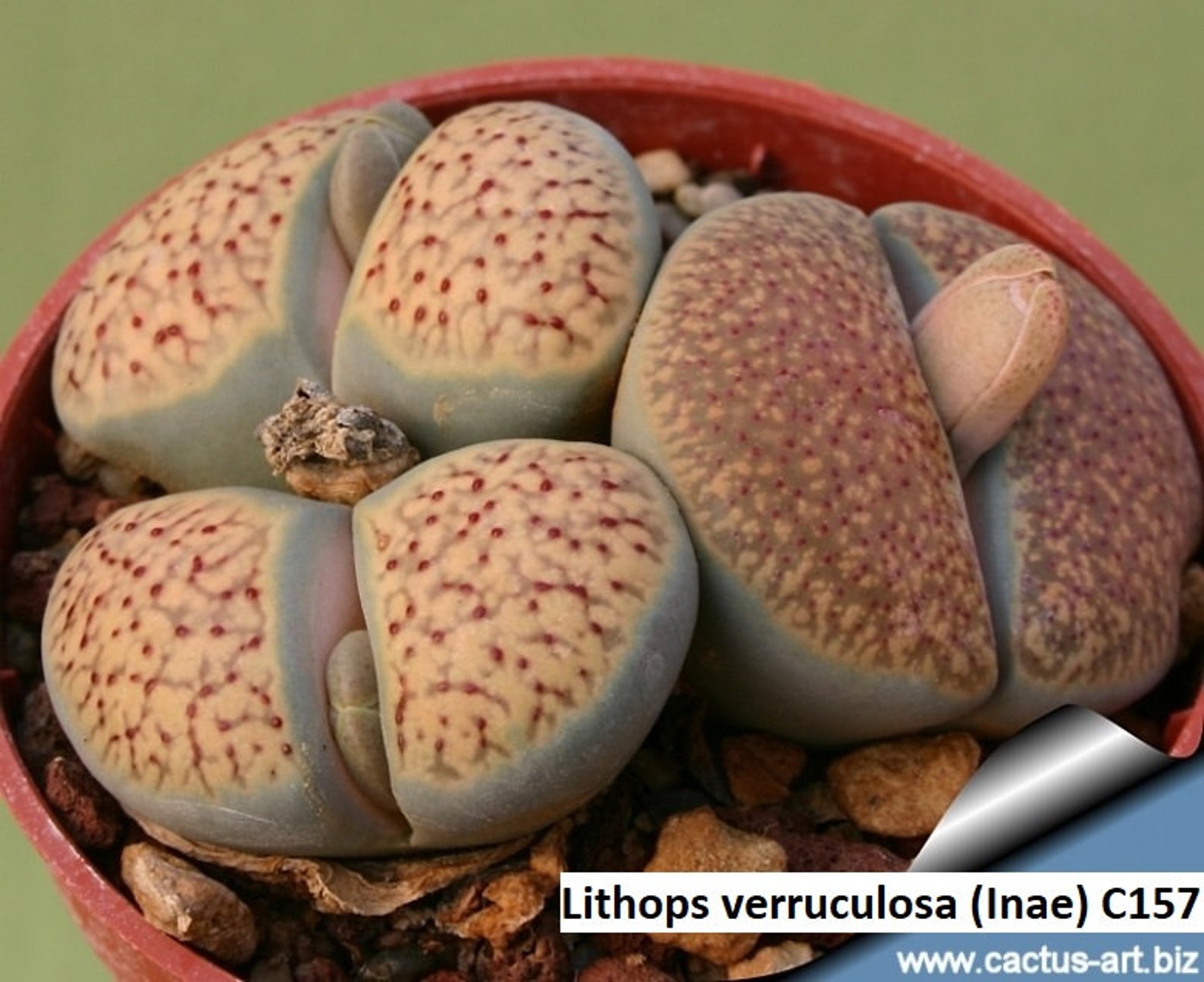 Lithops terricolor