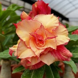 May include: A close-up of a vibrant pink and yellow flower with a ruffled texture. The flower has a delicate, layered appearance with a central cluster of petals. The flower is in focus, while the background is blurred.