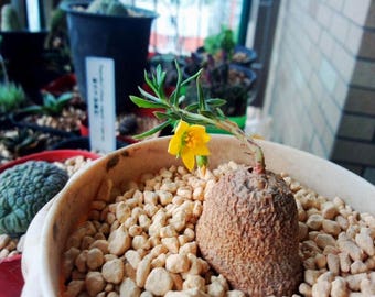 Talinum caffrum / 10 seeds