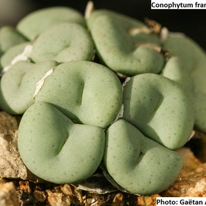 May include: A close-up of a cluster of light green Conophytum francoisiae succulents. The plants have a rounded, lobed shape with a textured surface. The image includes the text "Conophytum francoisiae" and "Photo: Gaëtan Allouche".