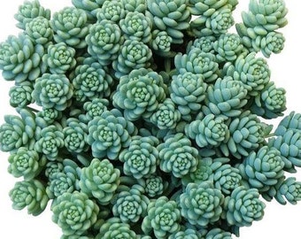 Sedum dasyphyllum / 20 seeds (Corsican stonecrop)