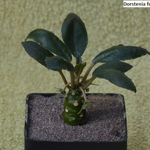 Dorstenia foetida / 10 Samen (Grendelion)