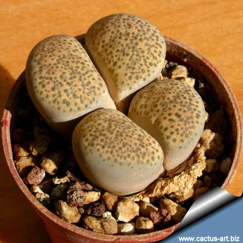 Lithops terricolor