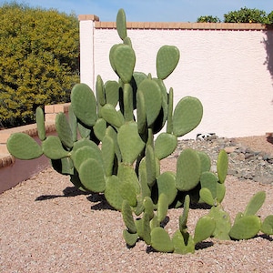 Opuntia - mélange résistant à l’hiver / 20 graines