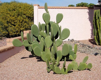 Opuntia - winter hardy mix / 20 seeds