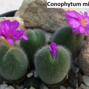 Può includere: Primo piano di una pianta succulenta Conophytum mirabile con foglie verdi e pelose e fiori rosa. La pianta sta crescendo in un vaso con piccoli sassi bianchi.