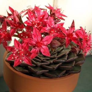 Graptopetalum bellum Tacitus bellus / 20 seeds Chihuahua Flower image 3