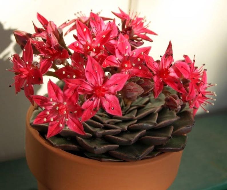 Graptopetalum bellum Tacitus bellus / 20 seeds Chihuahua Flower image 3