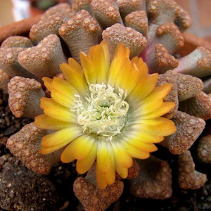 Titanopsis hugo-schlechteri / 20 seeds image 1