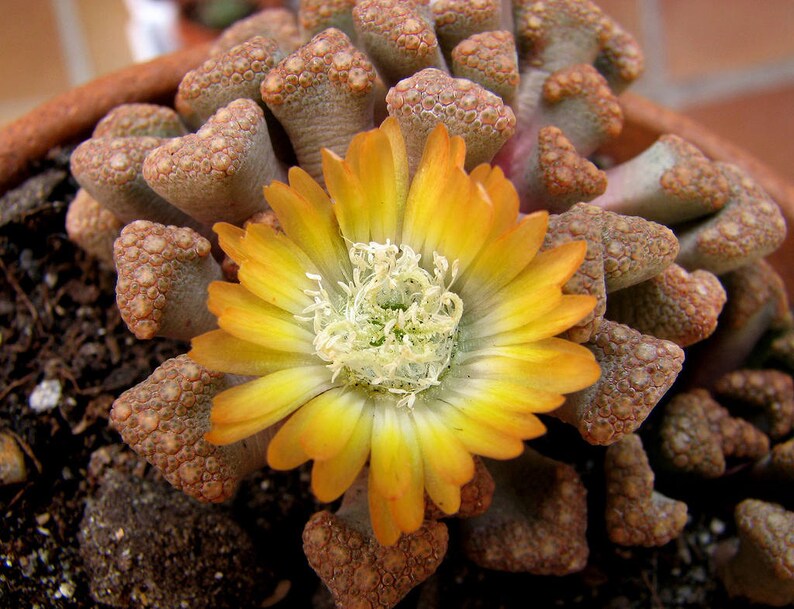 Titanopsis hugo-schlechteri / 20 seeds image 1