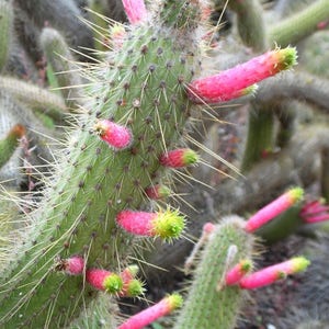 Cleistocactus smaragdifloruscactus / 10 zaden