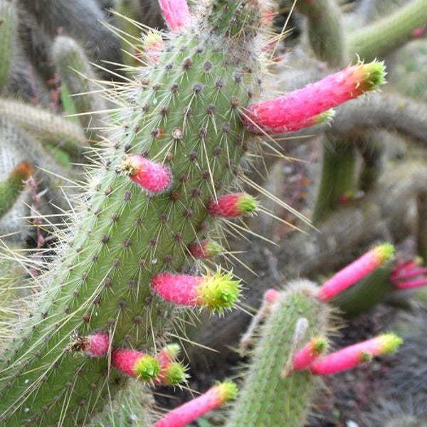 Cleistocactus smaragdiflorus cactus / 10 seeds