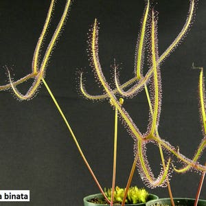 Peut inclure: Gros plan sur une plante de Drosera binata, une espèce de droséra carnivore, avec de longs tentacules fins aux extrémités rouges recouverts de gouttelettes brillantes de mucilage collant. La plante pousse dans un petit pot.