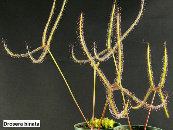 Drosera Binata