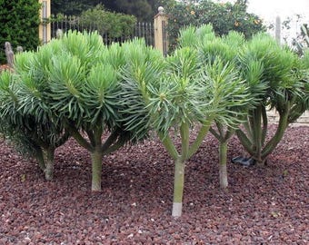 Senecio kleinia / Kleinia neriifolia / 5 seeds