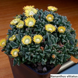 May include: A close-up of a small succulent plant with yellow flowers. The plant is in a brown pot and has a green, textured surface. The plant is called "Nananthus vittatus".