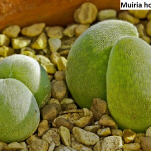 May include: Two green, fuzzy, round succulent plants, known as Muiria hortense, are nestled in a bed of small, light brown pebbles.